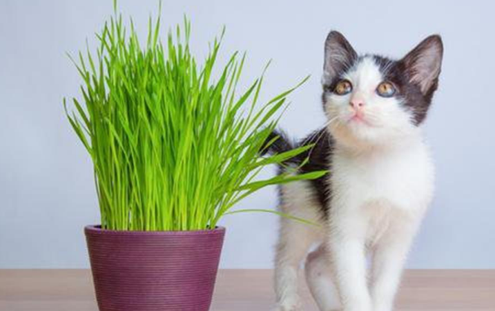 猫草一次吃多少合适 猫草一次吃多少合适
