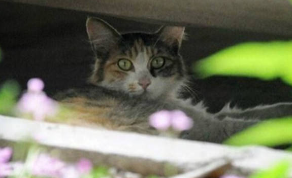 伟大！孕猫迟迟不生产，历尽艰辛生下4个娃，伤口被踩也不吭声