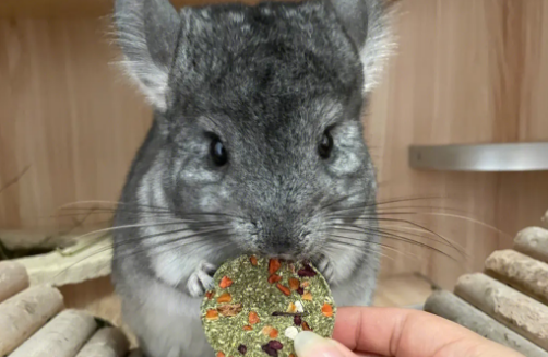 兔粮龙猫可以吃吗