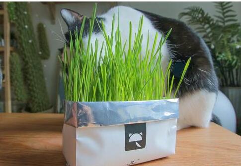 猫草怎么储存 猫草怎么储存