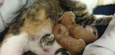 今日科普：公猫认识自己的孩子吗？