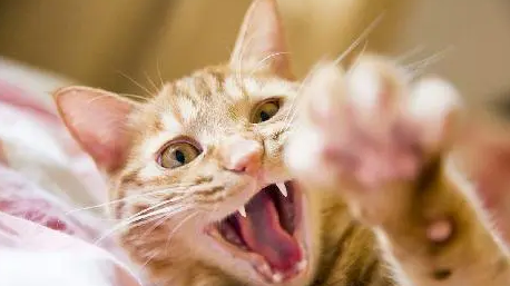 猫身上怎么会有狂犬病？主人来看看吧