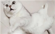 网红猫七七是什么猫