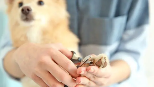 狗指甲怎么给剪