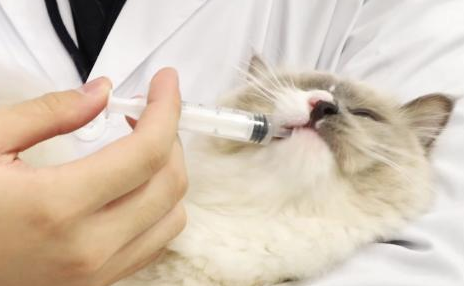 猫咪咳嗽应该吃什么药
