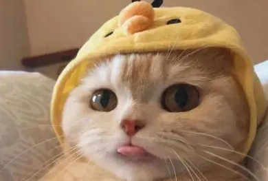 猫喜欢男人还是女人？来这里看看吧