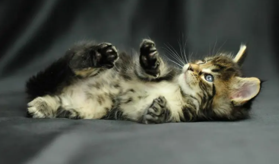 猫咪的异瞳形成的原因有哪些?一文教会你! 猫咪的异瞳形成的原因有哪些?一文教会你!