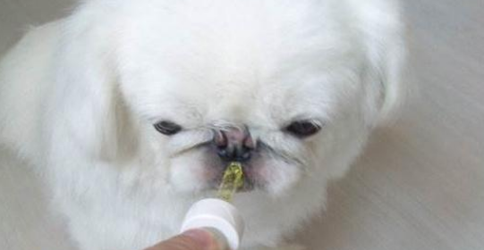 狗的体内驱虫怎么做