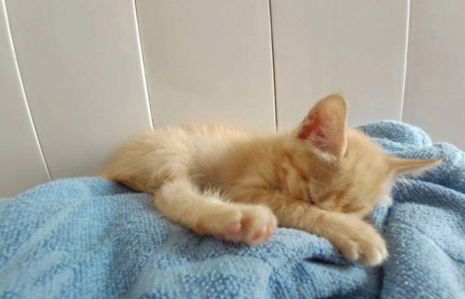 主人爱打游戏,傲娇橘猫不满被冷落,做出的举动萌化了 主人爱打游戏,傲娇橘猫不满被冷落,做出的举动萌化了
