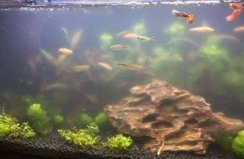 养鱼缸里的水浑浊怎么办