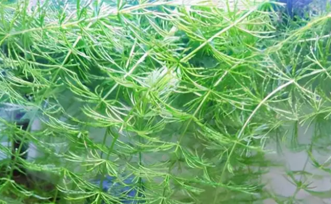 鱼缸适合放什么水草
