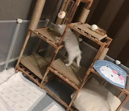 猫爬架对猫很重要吗 猫爬架对猫很重要吗
