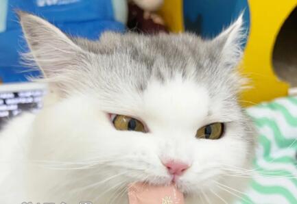 经常给猫喂猫条有用吗 经常给猫喂猫条有用吗