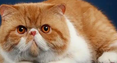 猫舍加菲猫价格 猫舍加菲猫价格