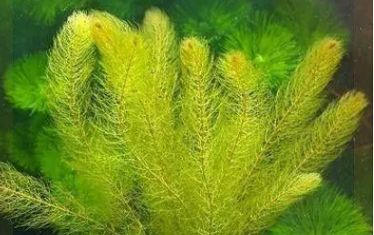 鱼缸水草用什么灯 鱼缸水草用什么灯