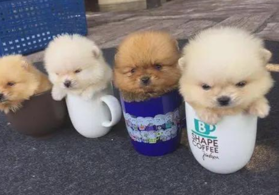 茶杯犬的狗粮