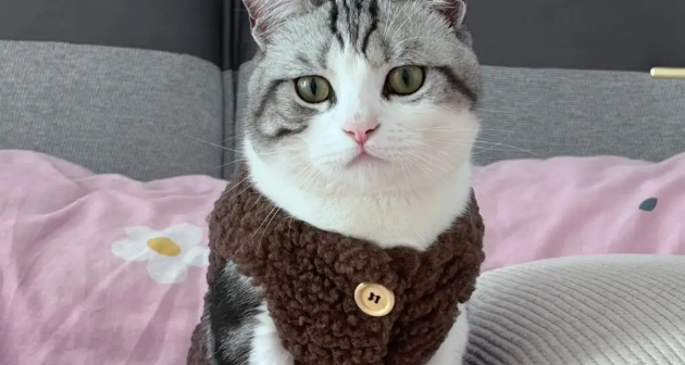 猫不喜欢穿衣服怎么办？该怎么做？