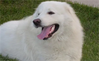 大白熊犬怎么没人养？来这里看看吧