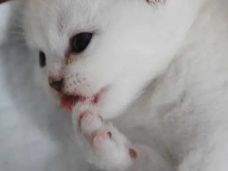 小奶猫为什么一直舔自己？原因很简单