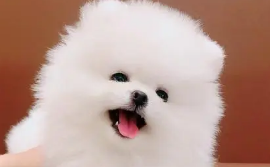 直播宠物如何赚钱