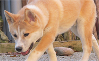 秋田犬掉毛吗?想养的来看看吧