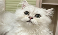如何给金吉拉猫做美容?一文告诉你!