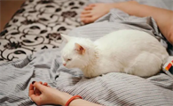 猫睡在头边和脚边的区别