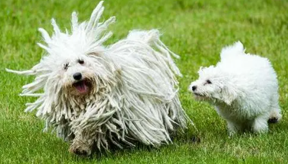 波利犬怎么训练?速速来了解! 波利犬怎么训练?速速来了解!