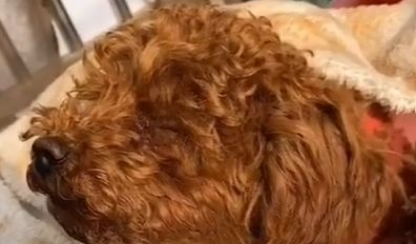 狗狗犬瘟什么症状？铲屎官须知！