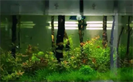 斗鱼缸养什么水草
