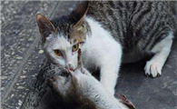 宠物猫会不会吃老鼠