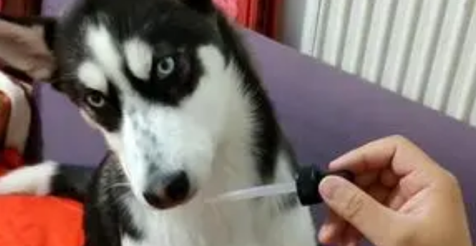狗狗体内驱虫有什么副作用