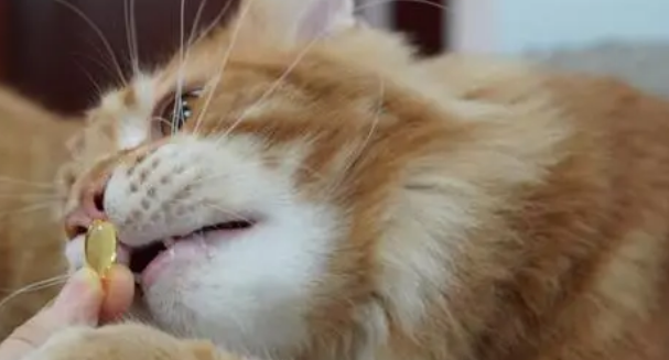 什么可以代替猫咪鱼油