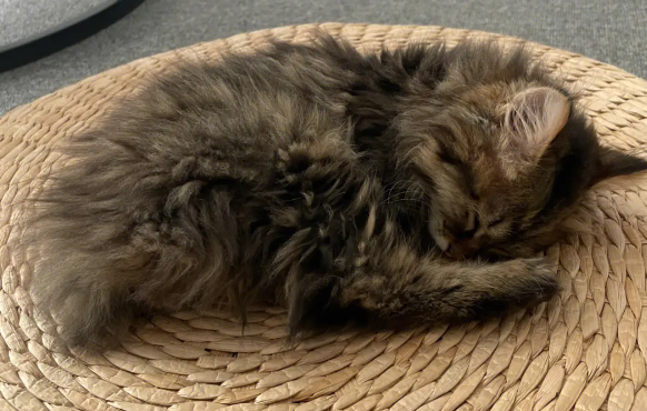 长毛狸花猫稀有吗?想了解的看看这篇文章 长毛狸花猫稀有吗?想了解的看看这篇文章