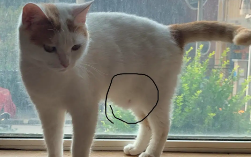 猫咪肚子下垂像水袋是怎么了？新手铲屎官可以看看~