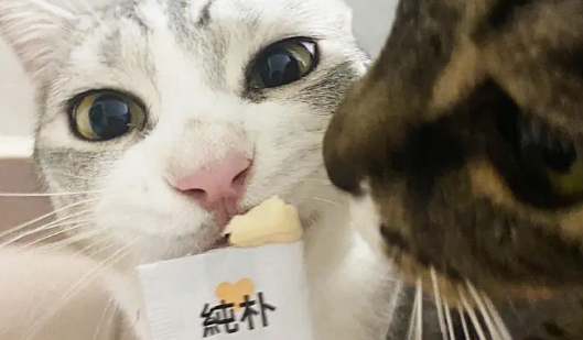 猫条人可以吃么