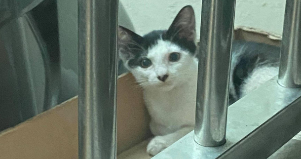 将流浪猫的孩子引诱送养，遭到猫妈每天上门哭诉