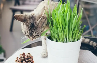 小麦苗是猫草吗