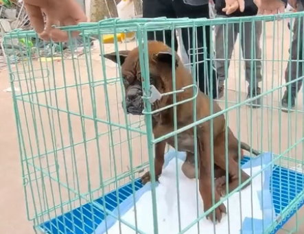 数次失败狗狗还是越来越虚弱,大姐:请把它救活 数次失败狗狗还是越来越虚弱,大姐:请把它救活