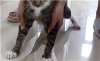 猫为什么怕贴纸?被黏住了会很不舒服