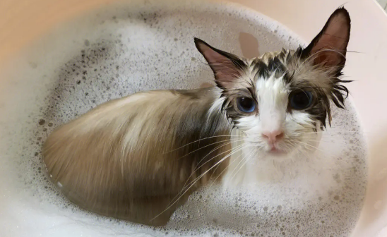 猫咪多大能洗澡?三个月内不要洗澡 猫咪多大能洗澡?三个月内不要洗澡