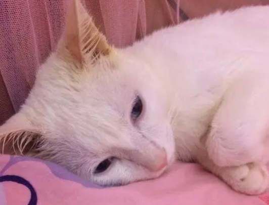 夏天猫不喜欢动正常吗?原因可能有这几种! 夏天猫不喜欢动正常吗?原因可能有这几种!