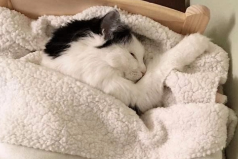 猫咪睡在主人身上是什么意思？想知道的看这里