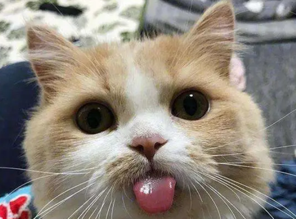 猫热了会吐舌头吗？来这里看看吧