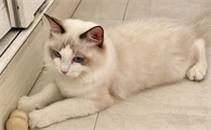 猫五个月相当于人多大？来看这里~