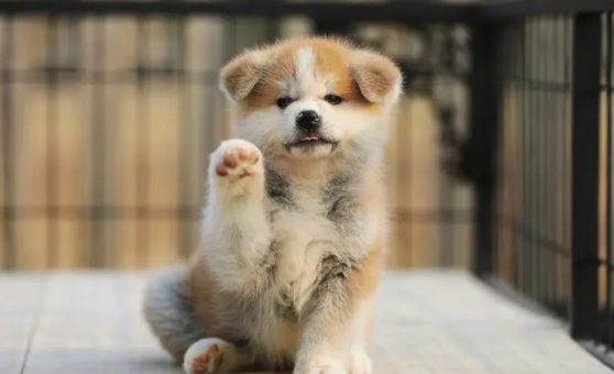 秋田犬的饲养要点有哪些？这些方法值得get