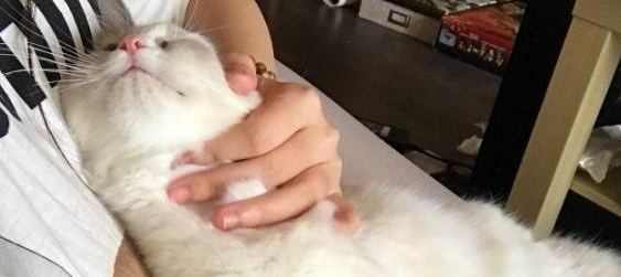 小猫几个月后不粘人？铲屎官看过来