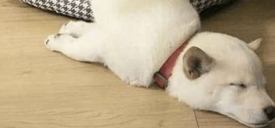 养宠须知：狗狗睡瓷砖有危害吗？