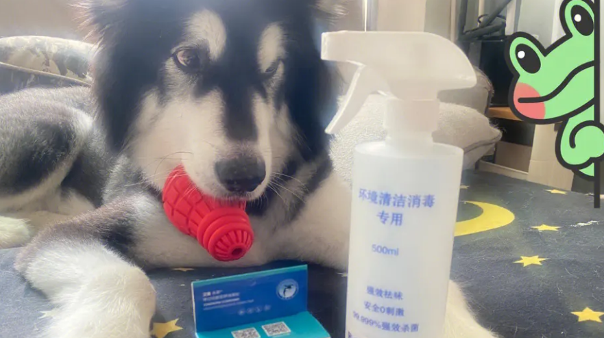 可以对狗狗用的含氯消毒剂