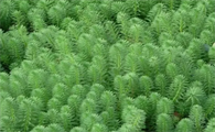 溪流缸种什么水草